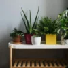 4 Tanaman Hias Indoor Pembawa Rezeki dan Keberkahan Menurut Feng Shui