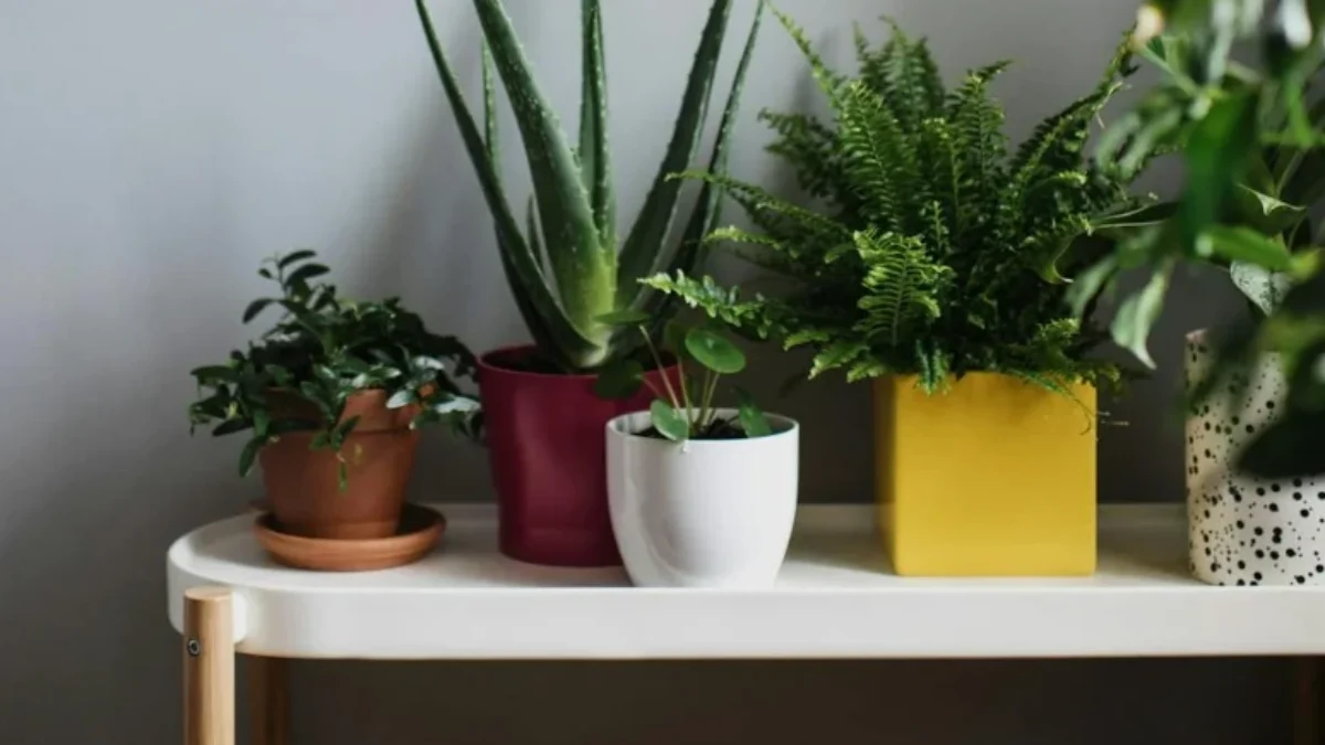 4 Tanaman Hias Indoor Pembawa Rezeki dan Keberkahan Menurut Feng Shui 4 Tanaman Hias Indoor Pembawa Rezeki dan Keberkahan Menurut Feng Shui