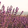 manfaat bunga lavender
