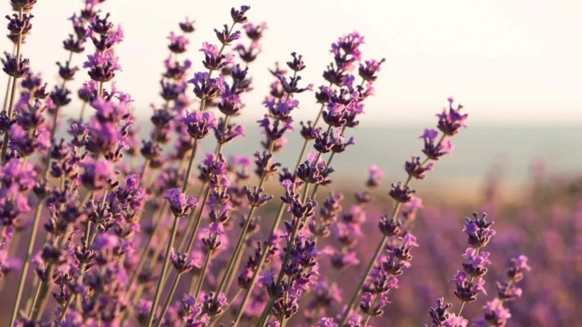 manfaat bunga lavender