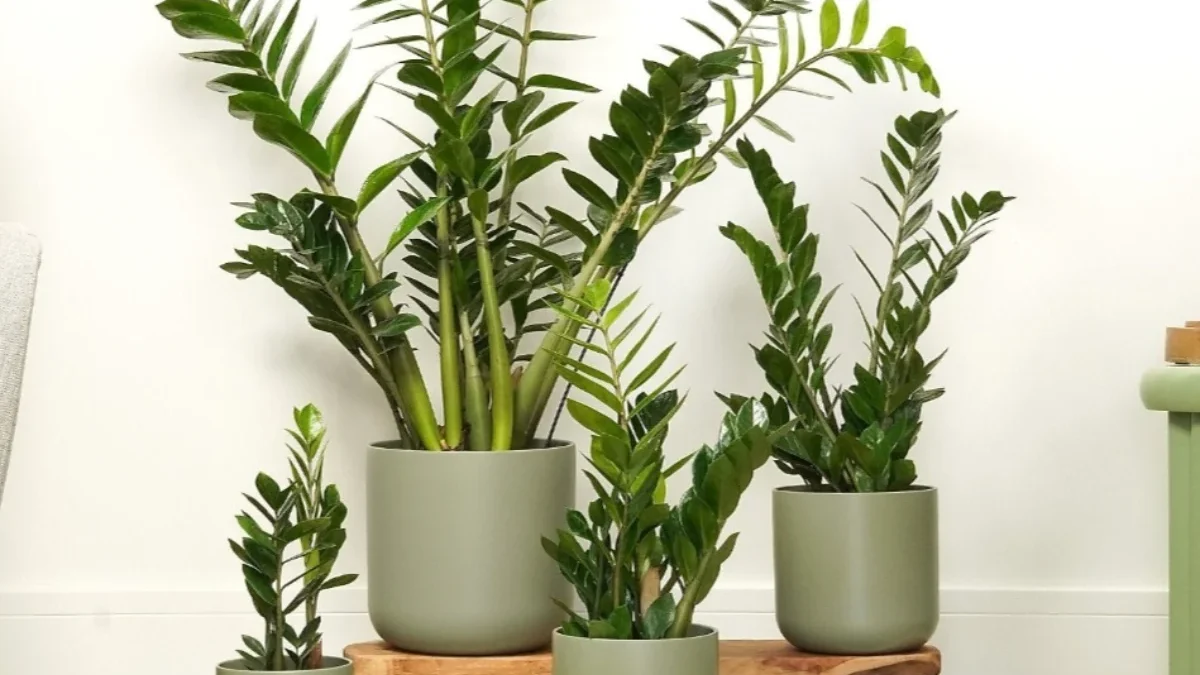 10 Tanaman Terbaik untuk Mempercantik Rumah, Bernilai Estetika Tinggi