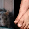 Warga Bandung Barat Kena Virus Mematikan Setelah Digigit Tikus, Ini Gejalanya