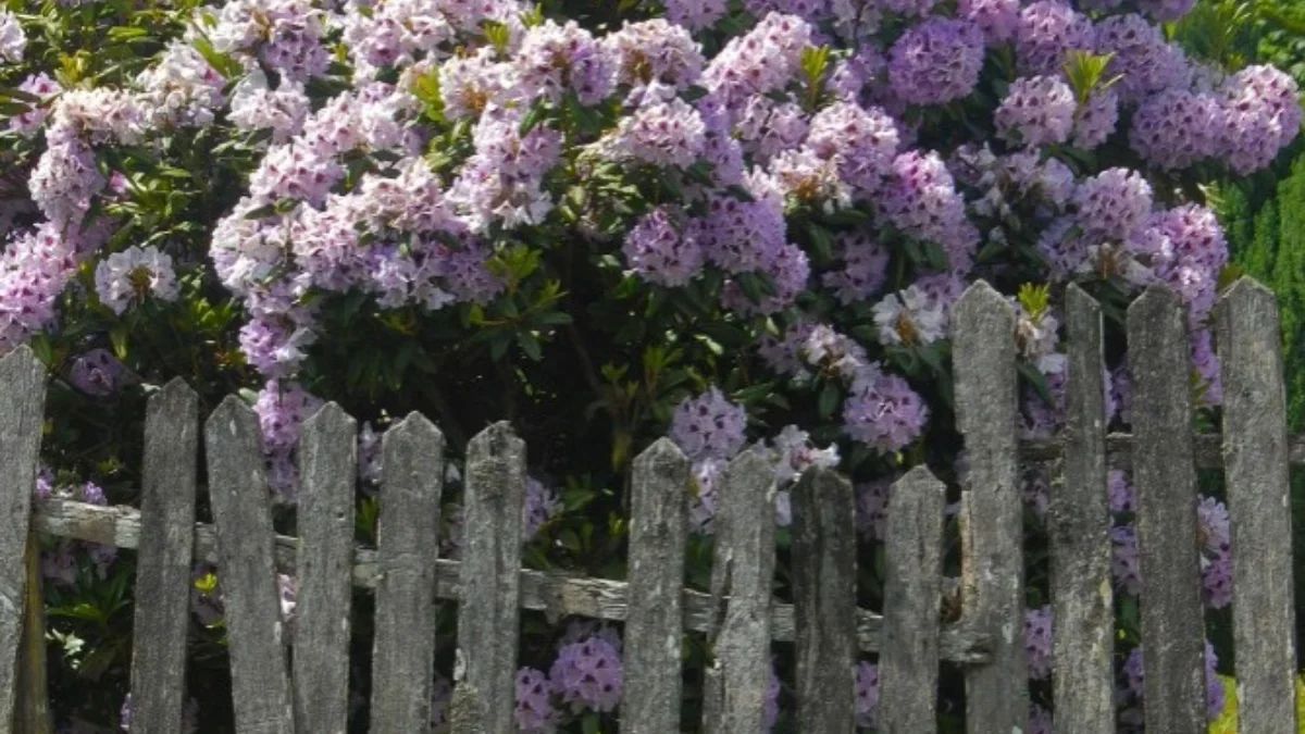 tanaman berbunga untuk pagar