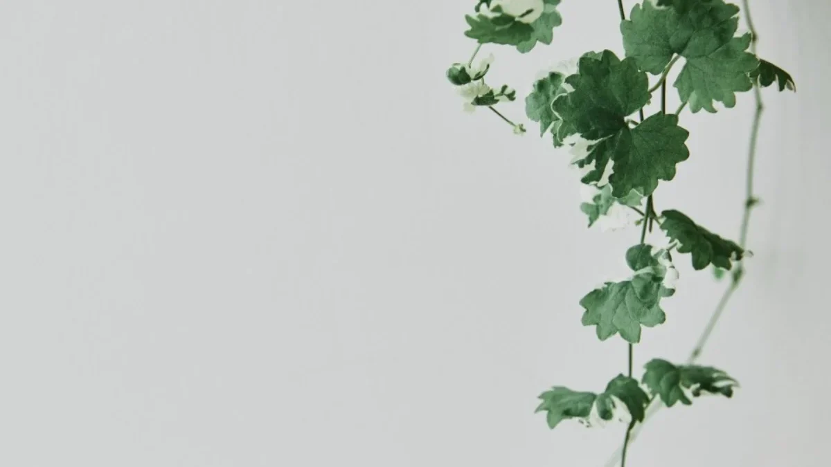 tanaman hias merambat