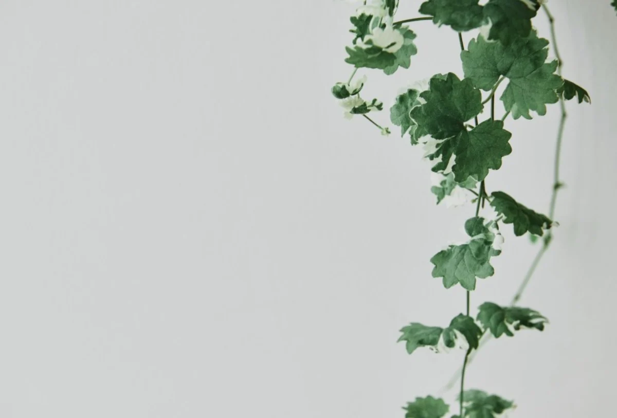 12 Tanaman Hias Merambat untuk Mempercantik Rumah – jabarekspres.com