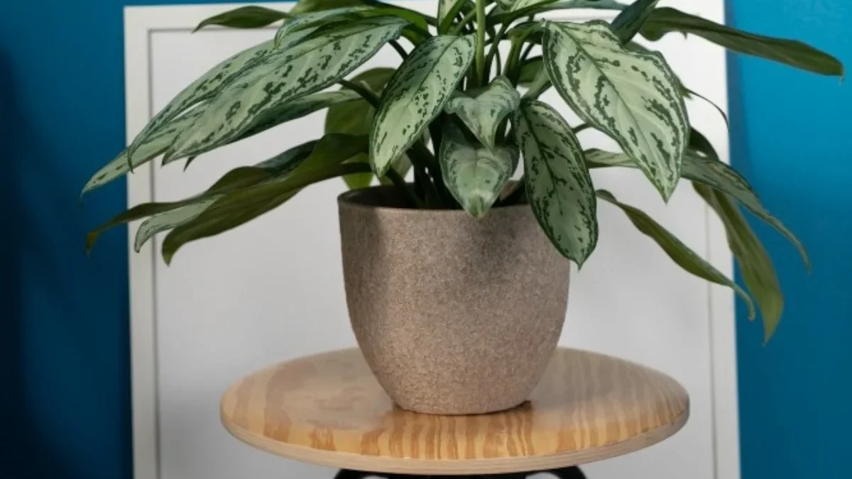 tanaman hias untuk kamar