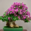5 Tanaman Bonsai yang Dipercaya Membawa Keberuntungan