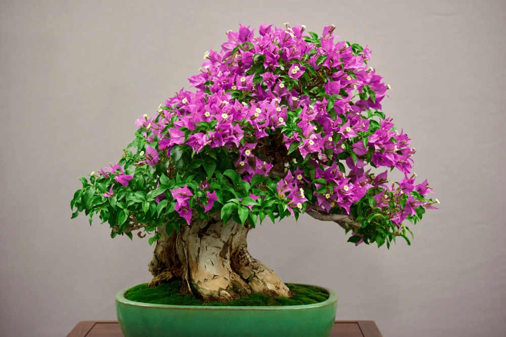 5 Tanaman Bonsai yang Dipercaya Membawa Keberuntungan