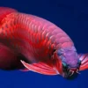 5 Ikan Arwana Pembawa Rezeki, Simbol Keberuntungan dalam Akuarium