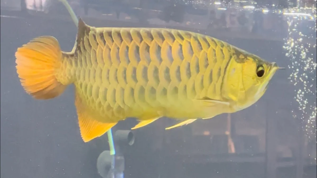 5 Ikan Arwana yang Memiliki Harga Fantastis