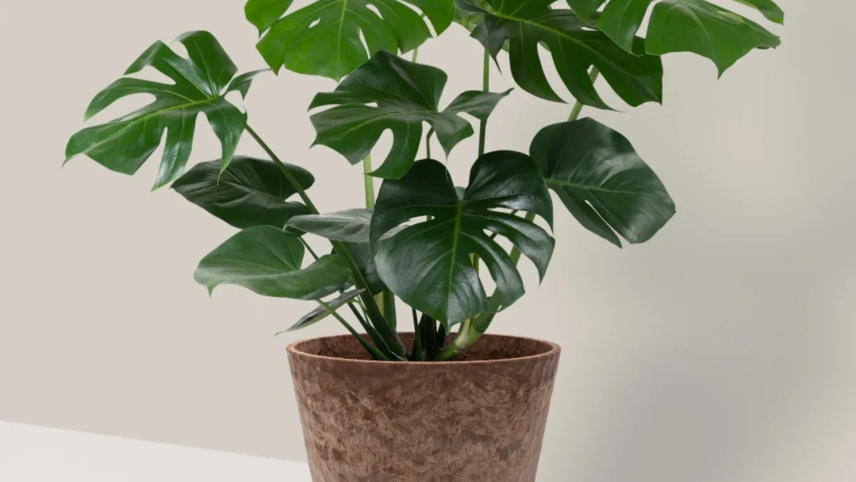 5 Tanaman Asli Indonesia yang Mahal di Luar Negeri 5 Tanaman Asli Indonesia yang Mahal di Luar Negeri