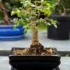 5 Tanaman Bonsai yang Membawa Keberuntungan Menurut Feng shui