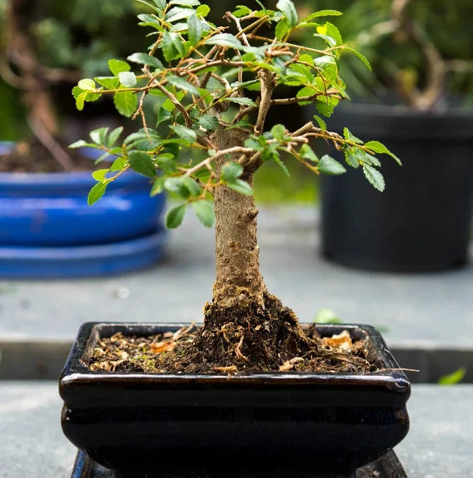 5 Tanaman Bonsai yang Membawa Keberuntungan Menurut Feng shui