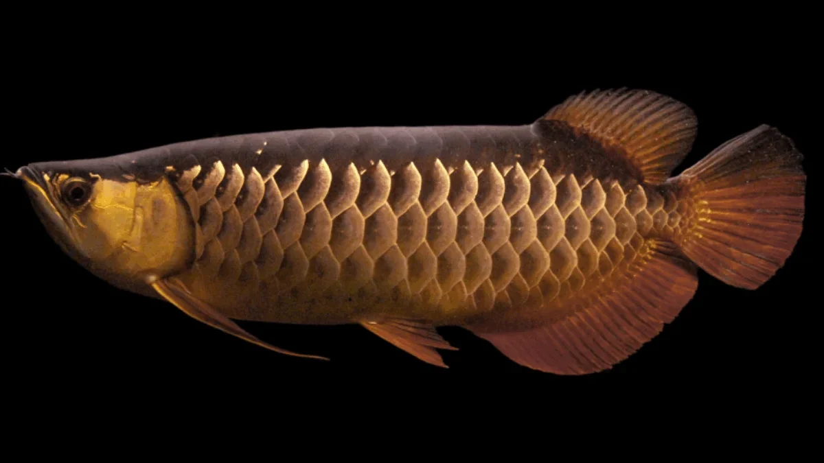 6 Ikan Arwana Pembawa Rezeki yang Dipercaya Membawa Keberuntungan