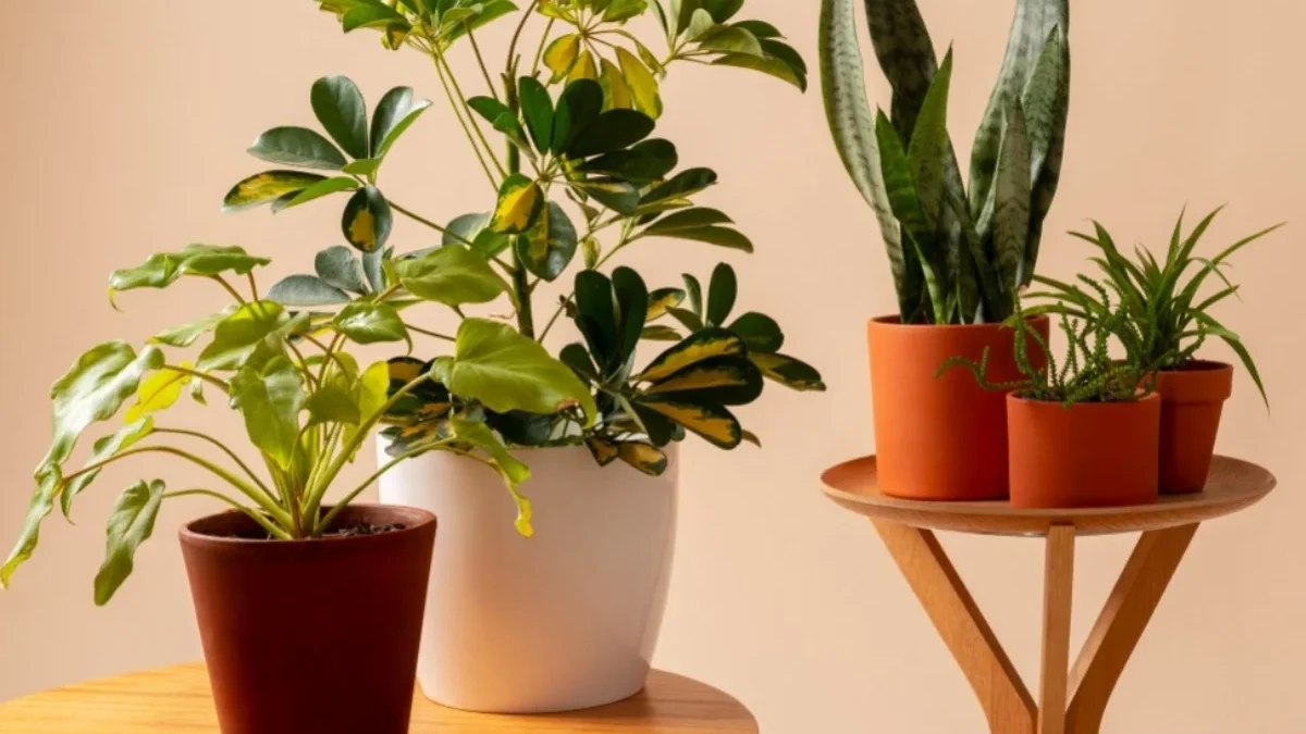 tanaman hias penyerap lembap