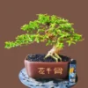 Bonsai Anting Putri ( Sumber Gambar : E-Commerce )
