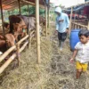 Pedagang memberi makan hewan kurban sapi di Jalan Soekarno Hatta, Kota Bandung, Senin (2/6). Foto: Dimas Rachmatsyah / Jabar Ekspres