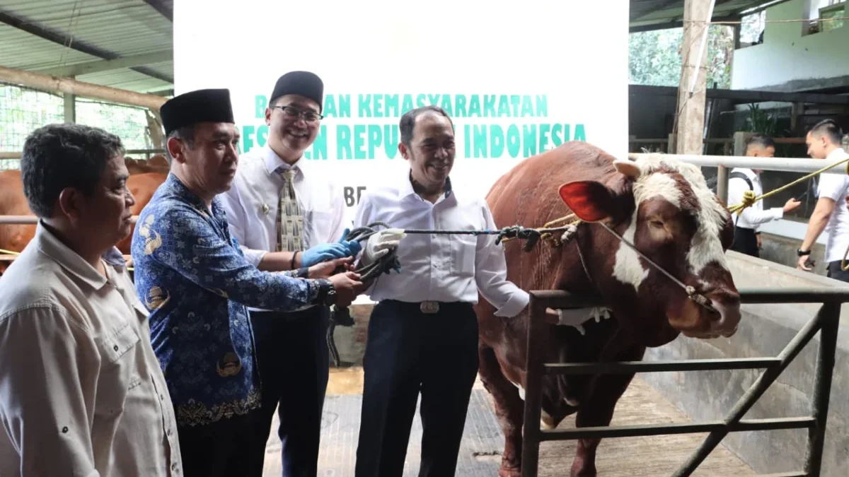 Serah Terima Bantuan Sapi Kurban dari Presiden RI, Prabowo Untuk Kota Cimahi. (Mong / Jabar Ekspres)