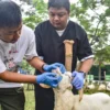 Petugas DKPP memeriksa kesehatan hewan kurban kambing di Pussenkav, Jalan Salak, Kota Bandung, Selasa (3/6). Foto: Dimas Rachmatsyah / Jabar Ekspres