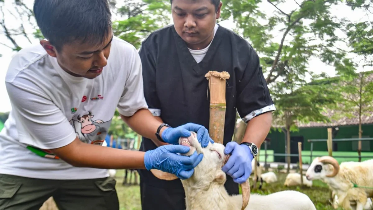 Jelang Idul Adha, Pemkot Bandung Imbau Gunakan RPH dan Kurangi Pemakaian Plastik Petugas DKPP memeriksa kesehatan hewan kurban kambing di Pussenkav, Jalan Salak, Kota Bandung, Selasa (3/6). Foto: Dimas Rachmatsyah / Jabar Ekspres