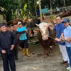 Presiden Prabowo Berikan 58 Ekor Sapi Kurban di Kabupaten Bogor