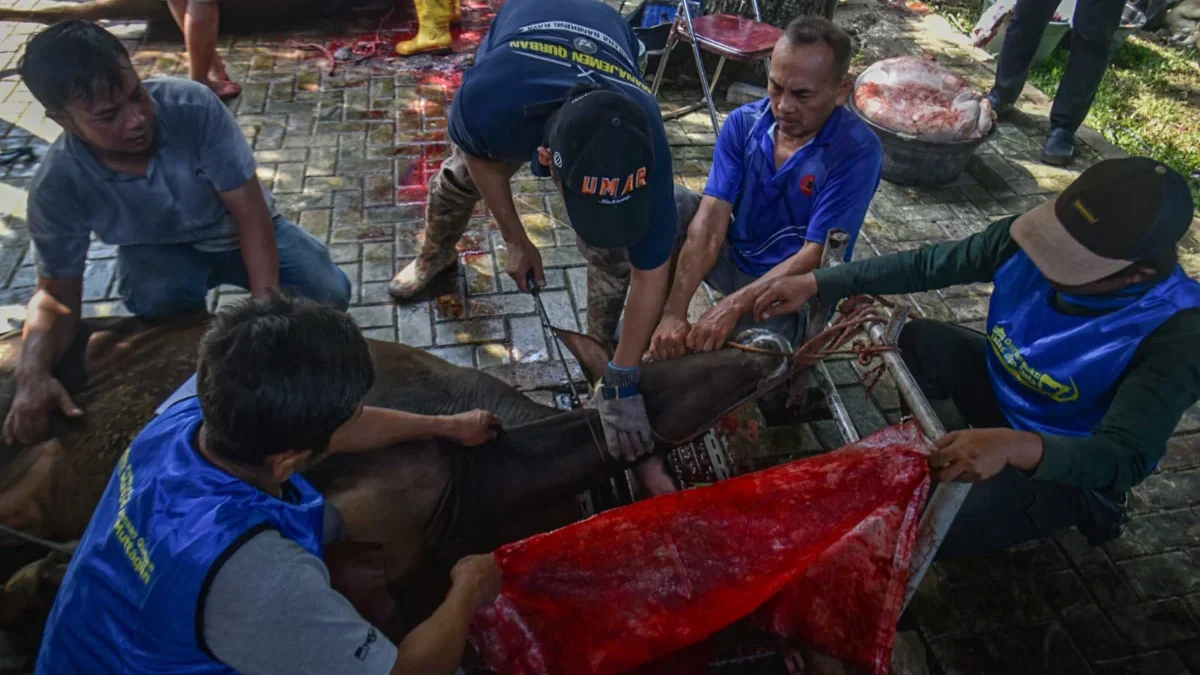 Jangan Sampai Salah, Begini Tips Menyembelih Hewan Kurban Agar Daging Tetap Segar Hewan kurban disembelih/Dimas/Jabar Ekspres