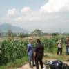 Lahan seluas garapan seluas 16 hektare di Desa Sindangsasi, Kecamatan Sukasari, Kabupaten Sunedang yang sedang dalam proses REDIS tengah jadi sorotan, sebab 2 hektare tanah diklaim milik Dirlantas Polda Jabar atas hibah Pemprov saat masa kepemimpinan Ridwan Kamil sebagai Gubernur Jawa Barat. (Yanuar/Jabar Ekspres)