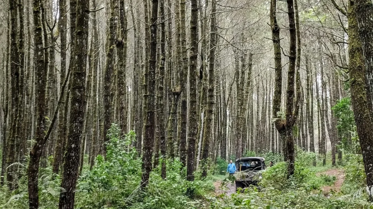 Pemerintah Gagal Kelola Hutan, Program KHDPK Jadi Gerbang Swasta Dapatkan Izin Rusak Lingkungan Ilustrasi: Kawasan hutan di Bandung Raya beberapa waktu lalu. Foto: Dimas Rachmatsyah / Jabar Ekspres
