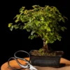 bonsai asem jawa