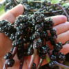 Manfaat Buah Angkung ( Sumber Gambar: E-Commerce)