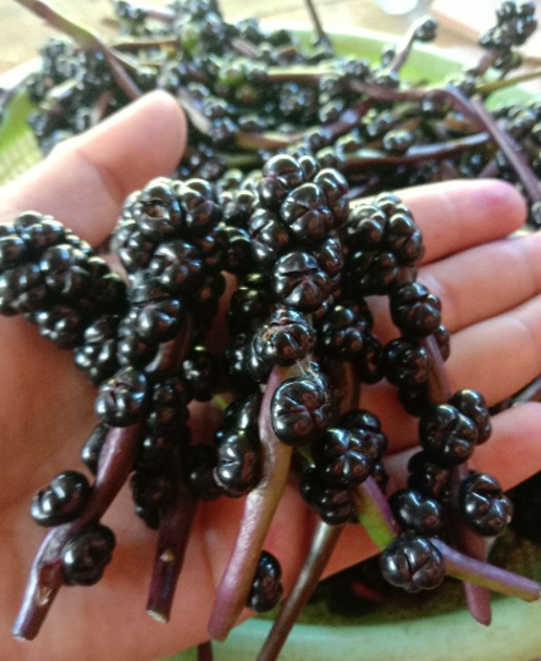 Manfaat Buah Angkung ( Sumber Gambar: E-Commerce)