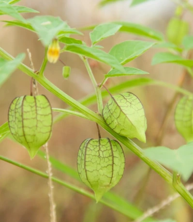 10 Tanaman Asli Indonesia Ini Laku Mahal di Luar Negeri! 10 Tanaman Asli Indonesia Ini Laku Mahal di Luar Negeri!