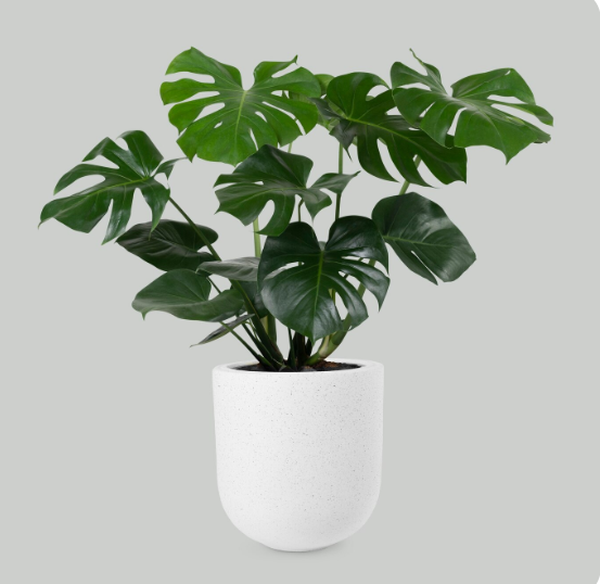 Tanaman Hias Depan Rumah Menurut Feng Shui ( Sumber Gambar: Freepik)