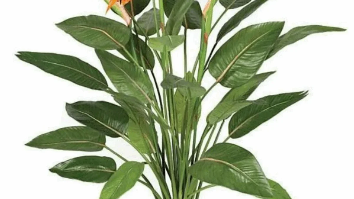 Tanaman Hias Elegan untuk Mempercantik Rumah ( Sumber Gambar: E-Commerce)