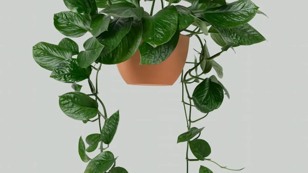 6 Tanaman Hias Gantung: Jenis Terbaik, Tips Merawat, dan Inspirasi Penataannya tanaman hias gantung( Sumber Gambar: Freepik)