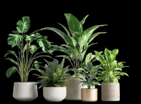 9 Tanaman Paling Hits di Instagram Tahun Ini yang Wajib Kamu Punya! Estetik, Gampang Dirawat, dan Bikin Feed Makin Kece! Daftar Tanaman Paling Hits di Instagram Tahun Ini ( Sumber Gambar: Freepik)