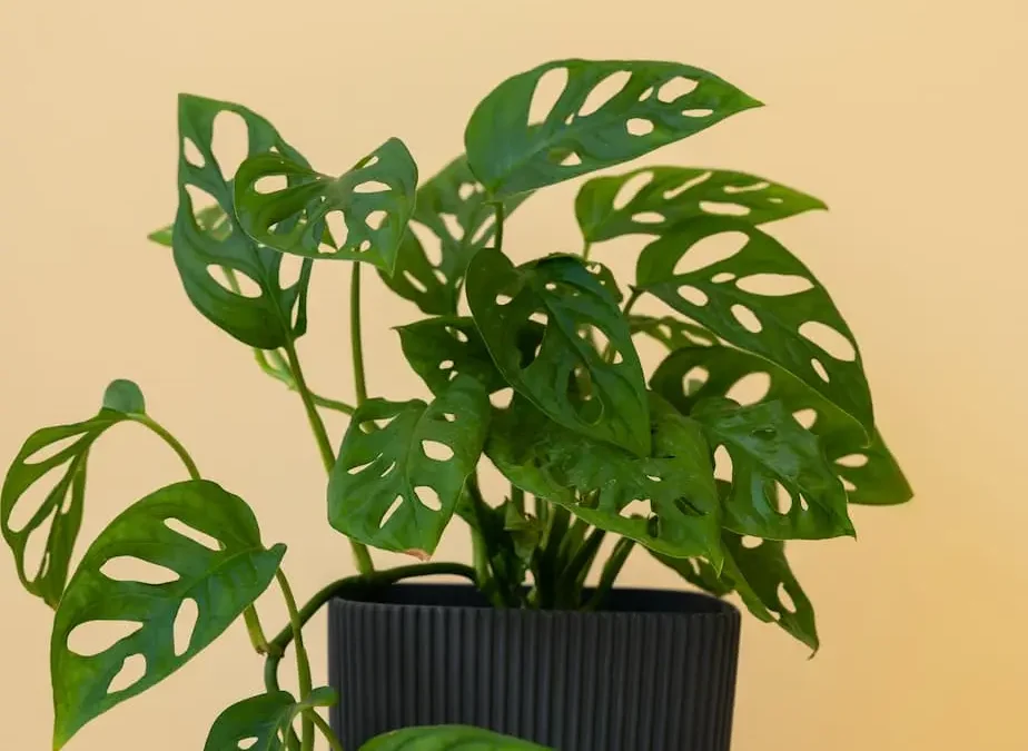 Tanaman Hias Termahal di Dunia