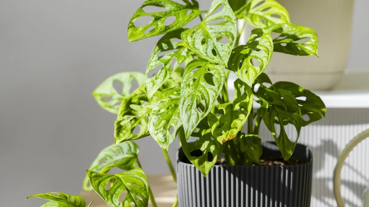 10 Tanaman Hias untuk Rumah Estetik: Pilihan Populer dan Tips Penempatan Tanaman Hias untuk Rumah Estetik ( Sumber Gambar: Freepik)