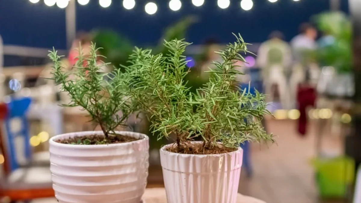 10 Tanaman Hias yang Nggak Disukai Serangga: Rumah Segar, Bebas Gangguan! Tanaman Hias yang Nggak Disukai Serangga ( Sumber Gambar: Pixabay)