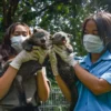 Dokter hewan menjemur bayi Binturong (Arctictis binturong) di Kebun Binatang Bandung. Foto: Dimas Rachmatsyah / Jabar Ekspres