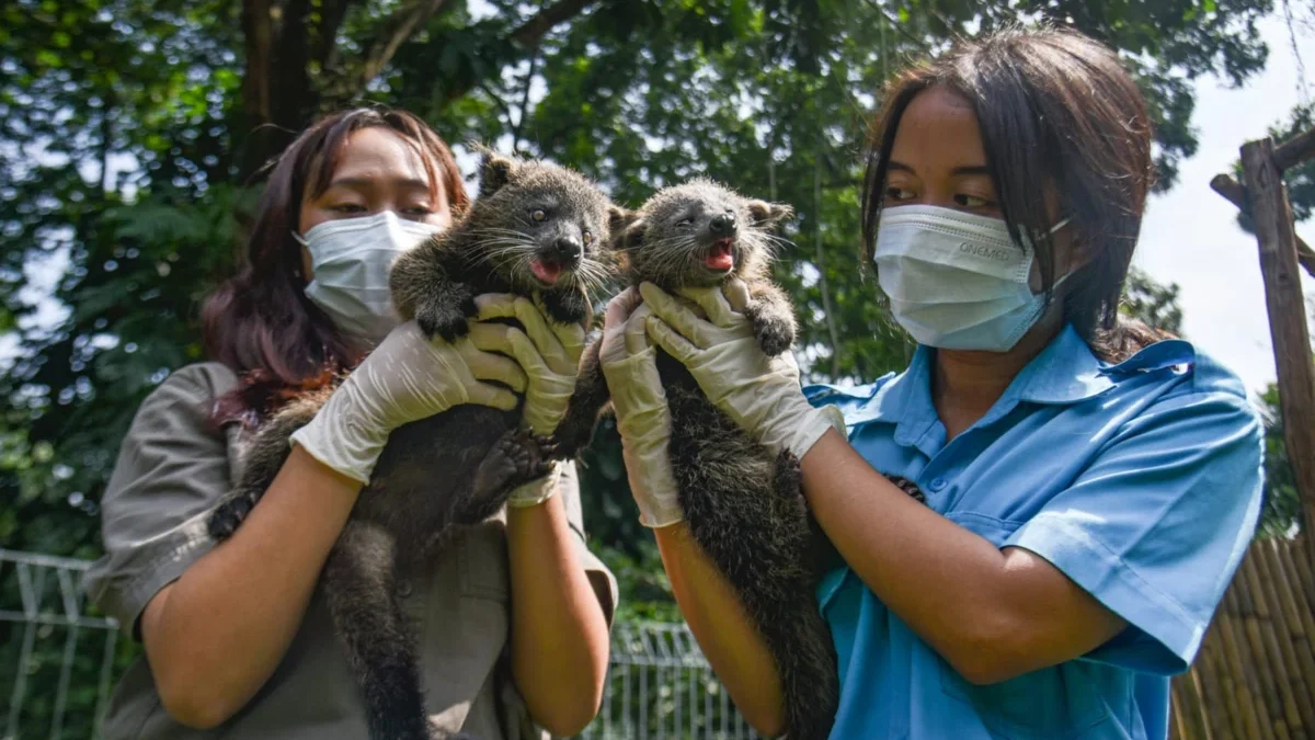 Dokter hewan menjemur bayi Binturong (Arctictis binturong) di Kebun Binatang Bandung. Foto: Dimas Rachmatsyah / Jabar Ekspres