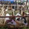 Hewan kurban kambing memakan rumput di Jalan Leuwigajah,Cimahi Selatan, Selasa (3/6). Foto: Dimas Rachmatsyah / Jabar Ekspres