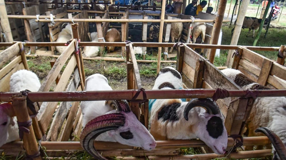 Hewan kurban kambing memakan rumput di Jalan Leuwigajah,Cimahi Selatan, Selasa (3/6). Foto: Dimas Rachmatsyah / Jabar Ekspres