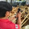 Dok. Salah seorang penjual hewan kurban di Bandung saat promosikan dagangannya lewat live di sosial media. Kamis (5/6). Foto. Sandi Nugraha.