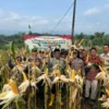 Polres Banjar bersama TNI dan Pemkot Banjar saat memanen jagung hasil pemberdayaan masyarakat dalam program ketahanan pangan di Dusun Tembungkerta, Desa Sukamukti, Kecamatan Pataruman, Kamis (5/6/2025). (Cecep Herdi/Jabar Ekspres)