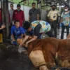 Wakil Wali Kota Bandung Erwin (tengah) menyembelih hewan kurban sapi milik Presiden Prabowo Subianto di Rumah Potong Hewan (RPH) Ciroyom, Jalan Arjuna, Sabtu (7/6). Foto: Dimas Rachmatsyah / Jabar Ekspres