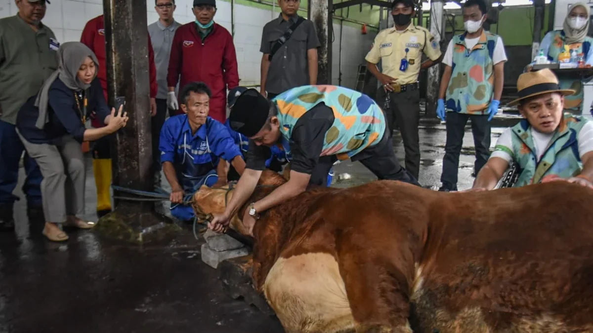 Sapi Kurban Presiden Disembelih di RPH Ciroyom, Pemkot Bandung Perketat Pengawasan Wakil Wali Kota Bandung Erwin (tengah) menyembelih hewan kurban sapi milik Presiden Prabowo Subianto di Rumah Potong Hewan (RPH) Ciroyom, Jalan Arjuna, Sabtu (7/6). Foto: Dimas Rachmatsyah / Jabar Ekspres