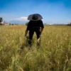 Ali, petani sepuh asal Citapen, Cihampelas, Bandung Barat tengah memanen padi di lahan yang kian menyempit karena pembangunan perumahan. Dok Jabar Ekspres/Suwitno