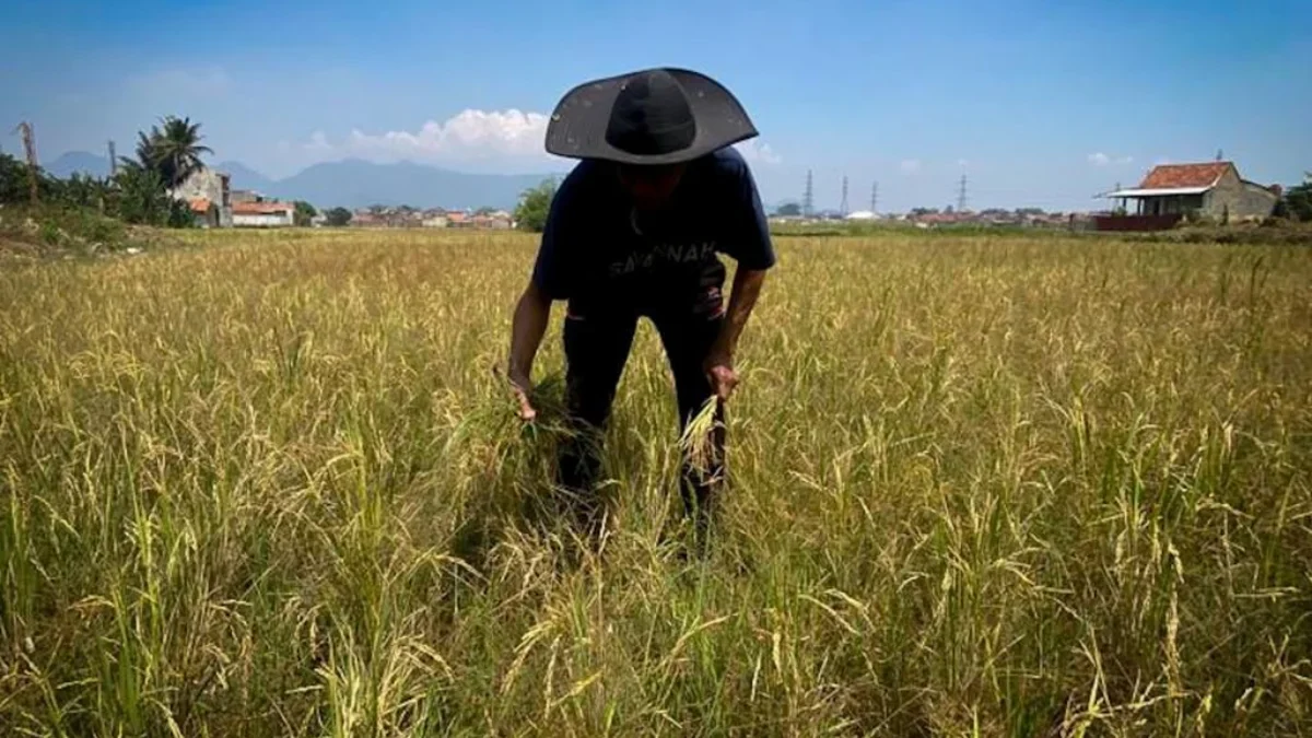 Sabit Terakhir di Ladang Dampak Alih Fungsi: Potret Senyap Petani Kecil Ali, petani sepuh asal Citapen, Cihampelas, Bandung Barat tengah memanen padi di lahan yang kian menyempit karena pembangunan perumahan. Dok Jabar Ekspres/Suwitno