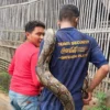 Proses evakuasi penemuan seekor ular piton jenis Sanca Kembang dengan panjang mencapai lima meter, di wilayah Dusun Cibulakan RT04 RW10, Desa Sindanggalih, Kecamatan Cimanggung, Kabupaten Sumedang.